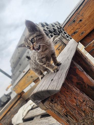 грызун: Полосатый котёнок, короткошёрстный табби-окрас с тёплыми — 2
