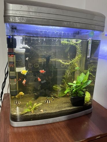 аквариум цена: Аквариумный комплект с рыбками и растениями. Что внутри: - Изогнутый