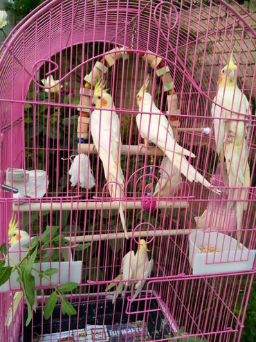 Tutuquşları: Bala var əl qusu var qiymetleri 45 Azn hamsin alana endirim tam — 1