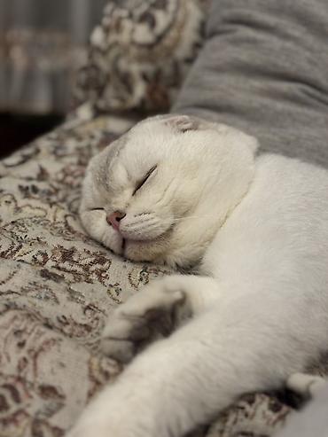 Pişiklər: Şotland yastı qulaq, Erkək, Cütləşmə üçün, Ünvandan götürmə — 8