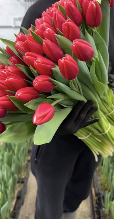 Цветы и букеты: Тюльпаны оптом 🌸Свежесть весны и аромат праздника – ваш секрет — 1