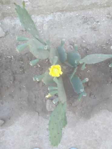 mal dili kaktus: Opuntia (yastıqanad kaktus) – sarı çiçəkli - Bitki növü: Opuntia — 1