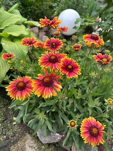 Декоративные деревья: Продаю все виды садовых растений,кустарников и цветов. Ош at lalafo.kg — 10 Декоративные деревья: Продаю все виды садовых растений,кустарников и цветов. Ош — 10