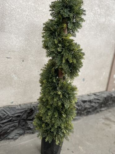 украшение для сада: Көчөттөр дарактардын: Өзү алып кетүү, Акылуу жеткирүү