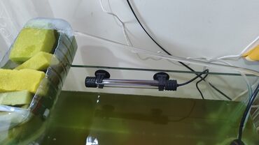 Akvariumlar: Dördbucaq akvarium, Balıqlarla birlikdə, 120 l, Ünvandan götürmə, Ödənişli çatdırılma, Rayonlara çatdırılma -da lalafo.az — 10 Akvariumlar: Dördbucaq akvarium, Balıqlarla birlikdə, 120 l, Ünvandan götürmə, Ödənişli çatdırılma, Rayonlara çatdırılma — 10