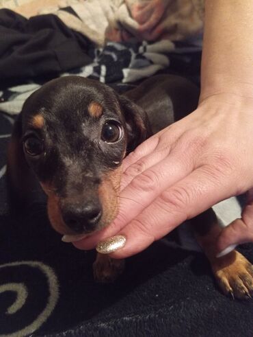 Продажа собак: Такса, 2 месяца, Самка, С прививкой — 2