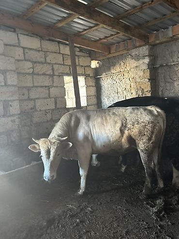 Inəklər, öküzlər: Satışa iri buynuzlu heyvanlar - Cins: qarışıq ətlik (fotoşəkillərdə — 4