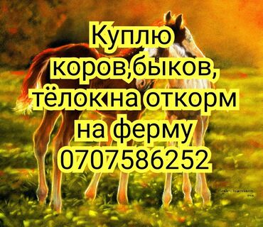 Куплю с/х животных: Куплю | Коровы, быки, Лошади, кони | На откорм, Круглосуточно, Самовывоз