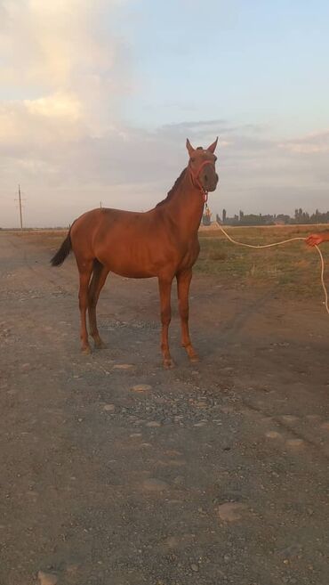 конный спорт бишкек цены в Кыргызстан | Услуги: Продаю | Жеребец | Дончак | Конный спорт