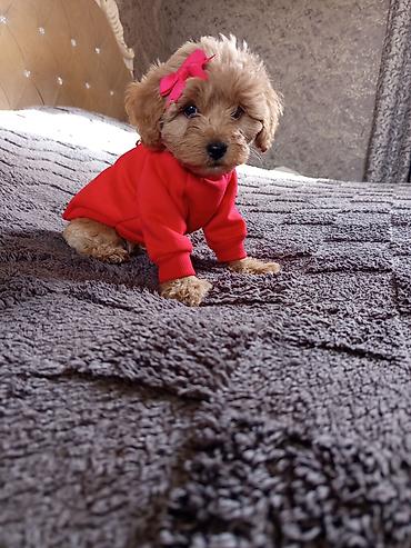 İtlər: Pudel, 2 ay, Dişi — 3