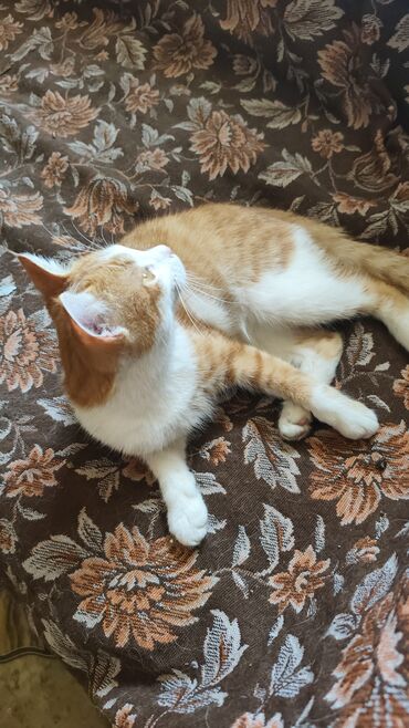 купить золотистый ретривер: Домашний кот, рыже-белый окрас (табби на рыжем фоне), короткошёрстный