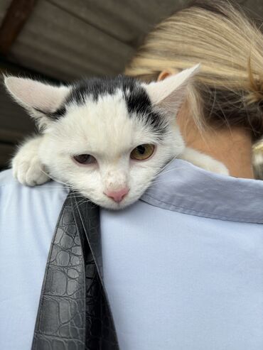 американская короткошёрстная кошка купить: Молодая кошечка Моника ищет семью Была спасена с улицы Ей 8-9