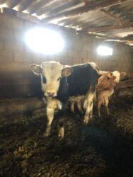 декоративные кролик: Сатам | Бука (эркек) | Симментал | Бордоп семиртүү үчүн