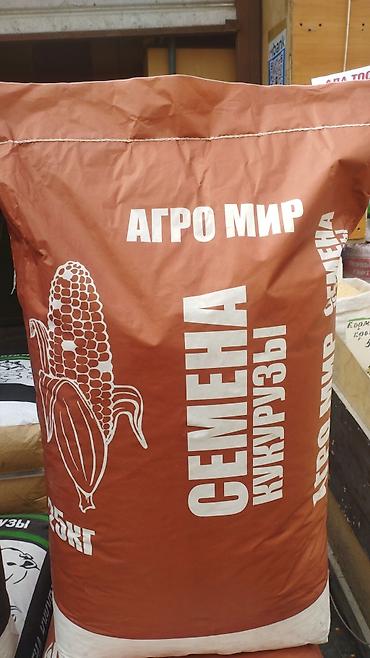 Кукуруза: ЭЛИТА жугору урондор местный Ала Тоо, Манас, Чуй 62 ж.б. гибрид жугору — 2