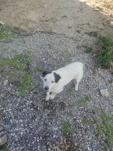 İtlər: Zvonok, 11 ay, Erkek, Peyvəndli -da lalafo.az — 8 İtlər: Zvonok, 11 ay, Erkek, Peyvəndli — 8