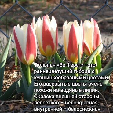луковица тюльпана купить в Кыргызстан | Куплю дом: Ботанические тюльпаны в продаже по сортам