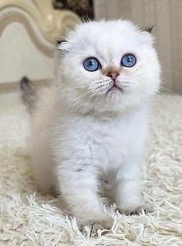 Pişiklər: Şotland yastı qulaq — 8