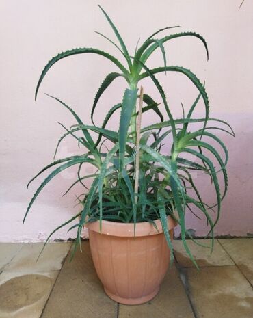 Тарелки: Aloe Gulu Derman Gulu. 3 illik Yeke Guldu. Yeke qabda. Unvan. Yeni