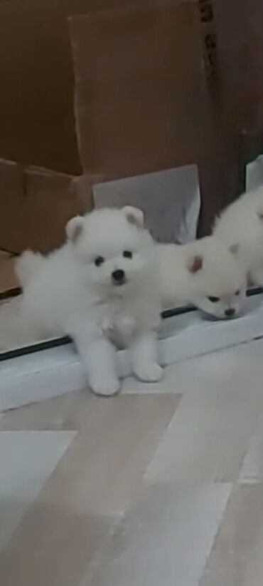 İtlər: Şpitz, 1 ay, Erkek — 4