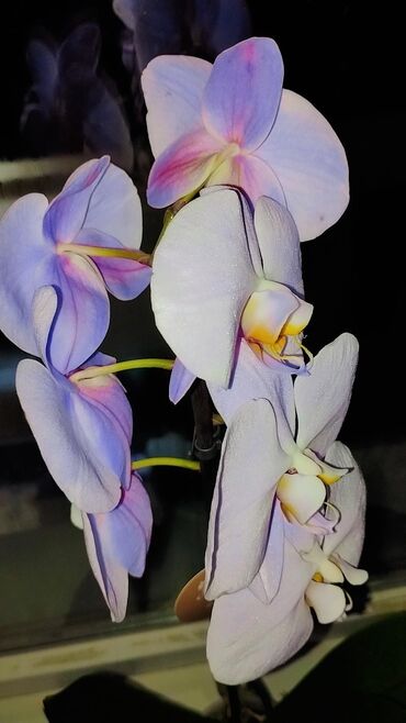комнатный растения: Орхидея