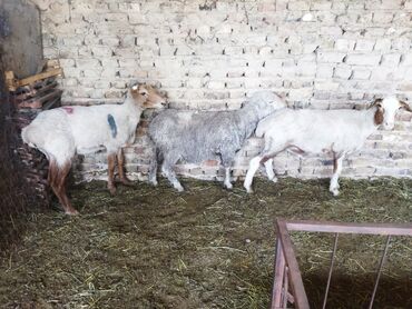 гиссарские бараны цена в таджикистане: Продаю | Овца (самка) | Полукровка, Меринос | На забой, Для разведения | Кастрированные, Матка, Ярка