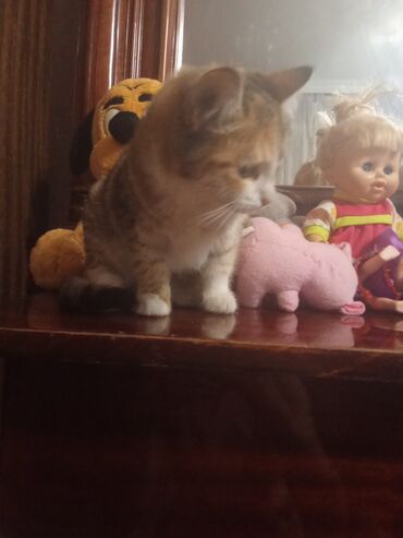 Pişiklər: Şotland toppuş az tüklü ba la şirindi tippusdu — 2