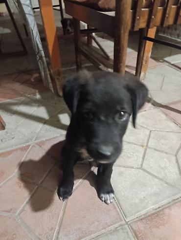 Alabay, 3 ay, Erkək, Ünvandan götürmə