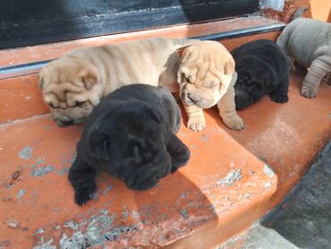 Продажа собак: Щенки шарпея - Порода: шарпей, классические «морщинки», плотная — 3