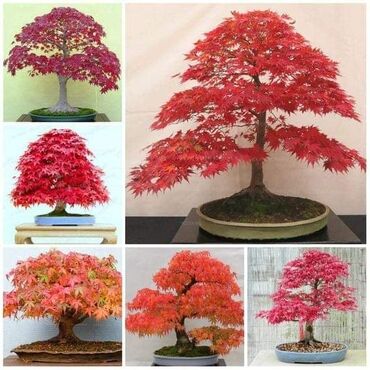 Semena i sadnice: Sakura Bonsai mini japanska trešnja seme
Cena: 650din/5 semenki — 1