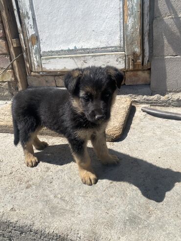 Продажа собак: Овчарка, 2 месяца, Самец, С родословной