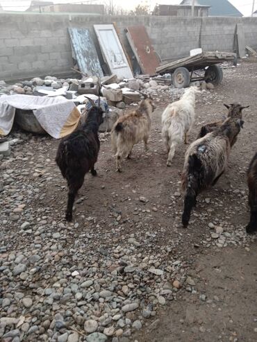 Козы, козлы: Продаю | Коза (самка) | Полукровка | Для разведения — 8