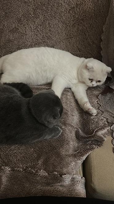 scottish fold: Şotland — 5