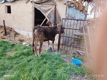 Коровы, быки: Продаю | Тёлка, Музоо, торпок — 4