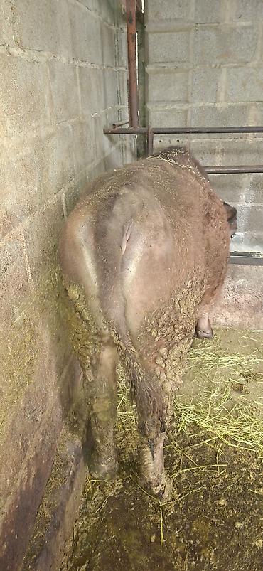 Коровы, быки: Продаю | Бык (самец), Тёлка | Ангус, Алатауская — 7