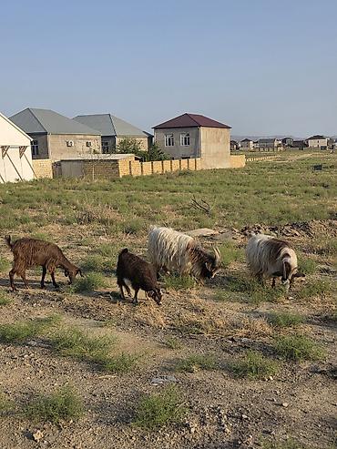 hələp kecisi: Heyvanlar tam sağlamdır 1 erkək 3 dişidir ikisi bir dəfə doğub biri — 5
