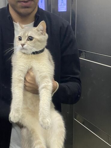 отдам в хорошие руки породистых котят: Qızıl şinşilla, Erkək, Yaxşı əllərə, Ünvandan götürmə
