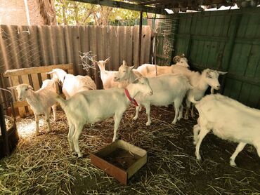 Козы, козлы: Продаю | Коза (самка) | Зааненская, Битал — 27