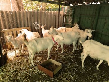 Козы, козлы: Продаю | Коза (самка) | Для разведения — 9