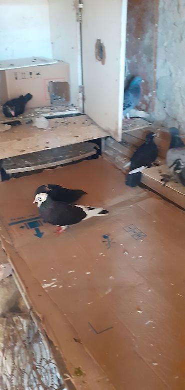 korella satışı: Ebresler,kömür qaralar,kekilli lelekli ebresler göyler satilir — 5