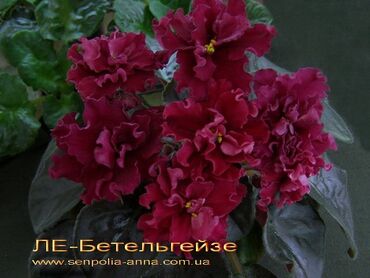 купить почву для комнатных растений: 🌱🌺🌱 Продаю сортовые детки стандартных фиалок🌱🌺🌱. Для заказа пишите или