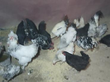 Куры, петухи: Продаю | Куры | Домашняя | Несушки at lalafo.kg — 7 Куры, петухи: Продаю | Куры | Домашняя | Несушки — 7