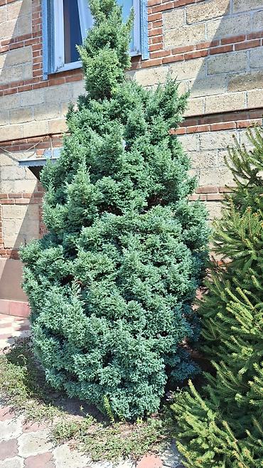 Ağaclar: Evergreen iynəyarpaqlı dekorativ kol/ağac – sərv (Juniperus) sortu - — 1
