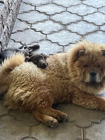 щенок бельгийской овчарки: 🐕 ДРЕССИРОВКА СОБАК | ПЕРЕДЕРЖКА + ОБУЧЕНИЕ 🐾 Опыт работы с собаками — 9