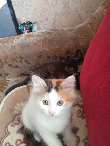котята бенгальские купить: Кошка даром: Беспородная, Девочка, Приучена к лотку