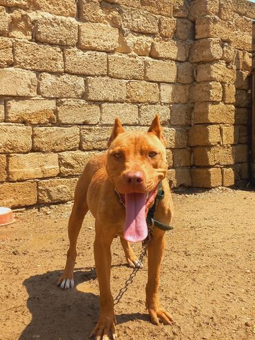 xaski it adlari: Pitbul, 2 il, Dişi, Ünvandan götürmə
