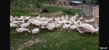 Gəmiricilər: Əsl biznes üçün tam sağlam cins qazlar. Cox məsləhətli maldır və alan