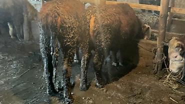 Коровы, быки: Продаю | Бык (самец) | Герефорд — 19