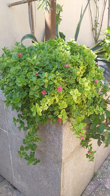 Çöl bitkiləri: Bitki: Apteniya kordifoliya (Aptenia cordifolia) – “Göyqurşağı