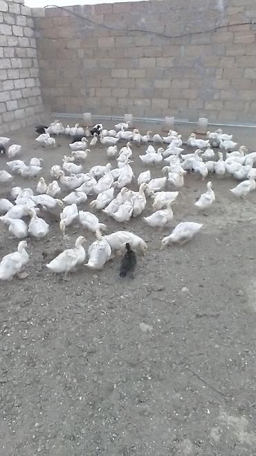 щенок той пудель цена: Satış: Pekin cinsi ördək balaları (ağ rəngli sürü) 1 ayliq kuban - — 1