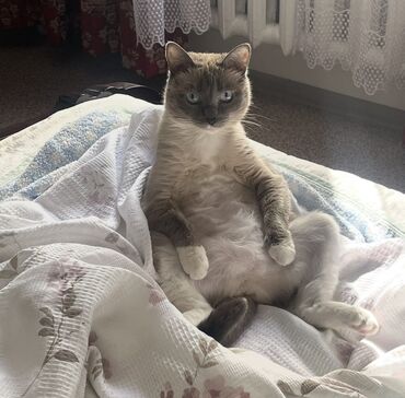 Отдам даром кошку: Кошка даром: Сиамская, Девочка, Приучена к лотку — 3